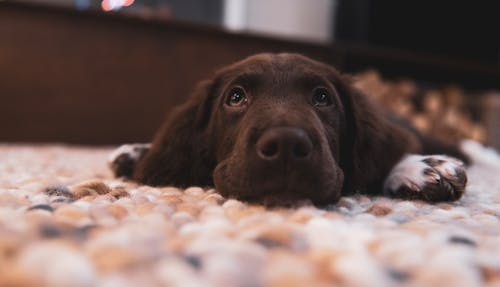 巧克力拉布拉多犬幼犬在地板上 · 免费素材图片