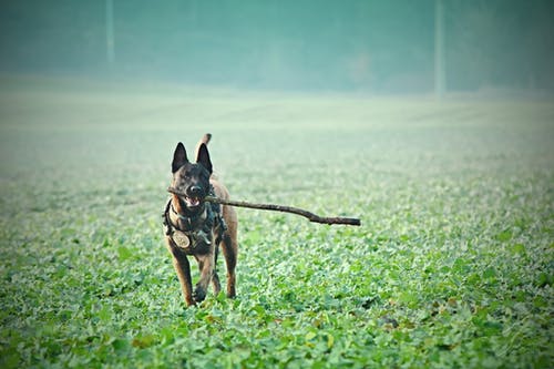 成人谭比利时玛利诺犬咬在草地上 · 免费素材图片