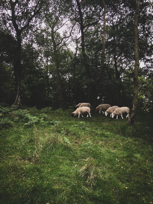 羊群在树旁 · 免费素材图片