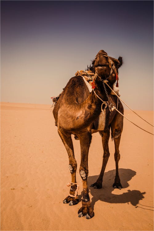 骆驼站在沙滩上 · 免费素材图片