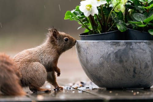 松鼠在灰色花盆旁边 · 免费素材图片