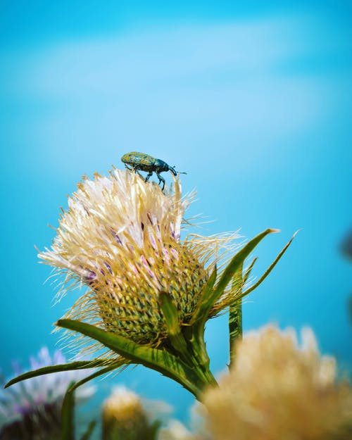 绿色象鼻虫栖息在白色花瓣上 · 免费素材图片