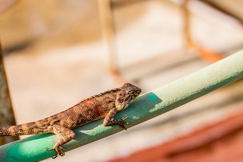 棕胡子龙 · 免费素材图片