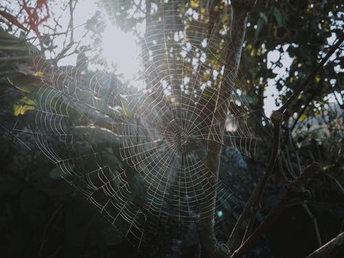 树枝上的蜘蛛网 · 免费素材图片