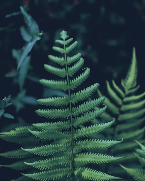 蕨类植物的特写照片 · 免费素材图片