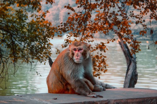 棕色的猴子坐在水体附近的石路面的照片 · 免费素材图片