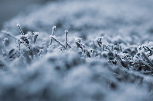 灰度植物的选择性聚焦照片 · 免费素材图片