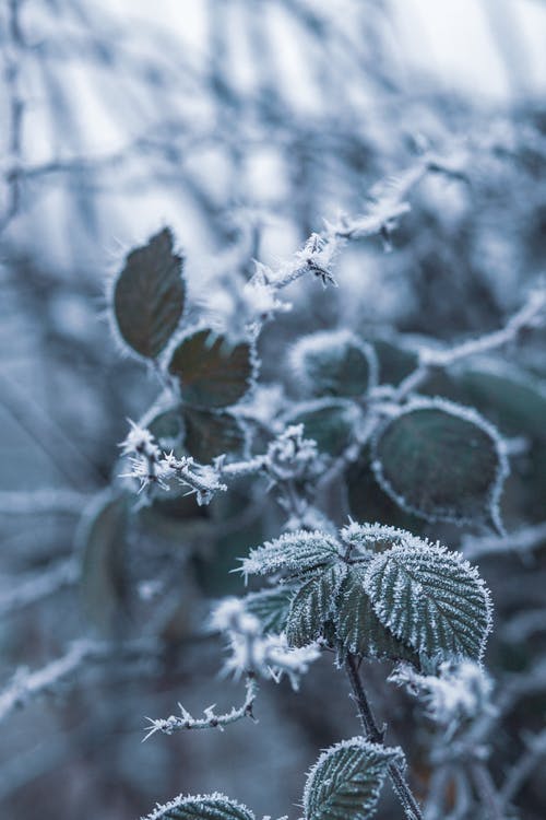 叶覆盖着雪的特写照片 · 免费素材图片