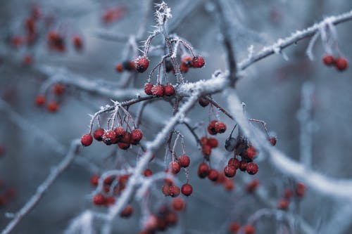 红色水果与雪的选择性聚焦摄影 · 免费素材图片
