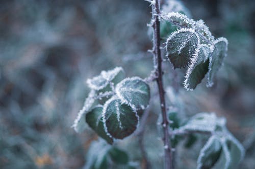 冷冻的叶子的特写照片 · 免费素材图片