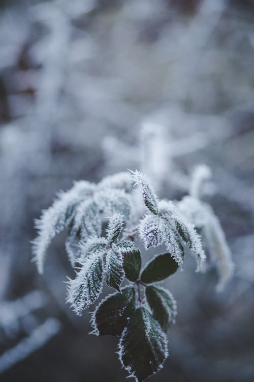 冷冻叶子的选择性聚焦摄影 · 免费素材图片