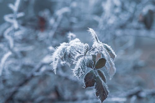 白雪覆盖的绿叶植物 · 免费素材图片