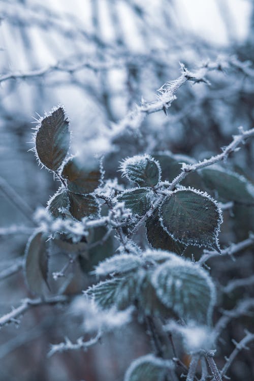 叶有雪霜 · 免费素材图片