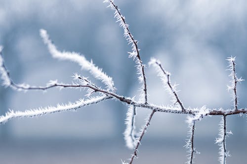 光秃秃的树枝浅焦点摄影 · 免费素材图片