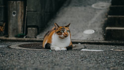 短毛印花布猫躺在地上的照片 · 免费素材图片