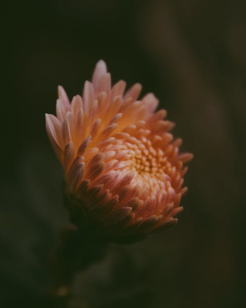 橙色菊花花的特写照片 · 免费素材图片