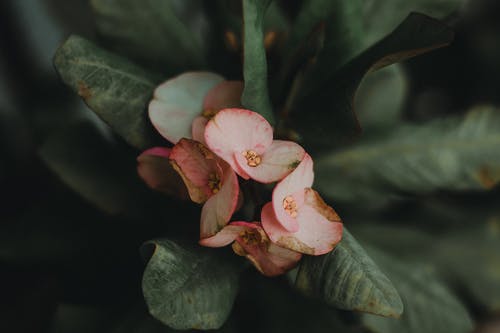 盛开的粉红色大戟milii花的特写摄影 · 免费素材图片