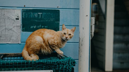 橙色虎斑猫在绿色网络上的照片 · 免费素材图片