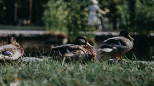 鸭子在草地上的特写照片 · 免费素材图片