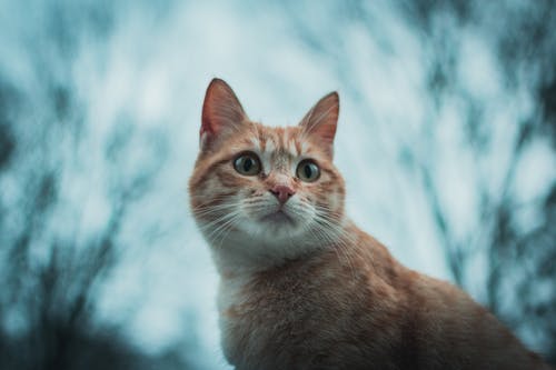 橙色虎斑猫的选择性聚焦摄影 · 免费素材图片