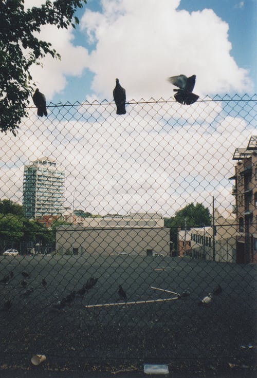 在白色和蓝色的天空下的黑色栅栏上的三只鸟 · 免费素材图片