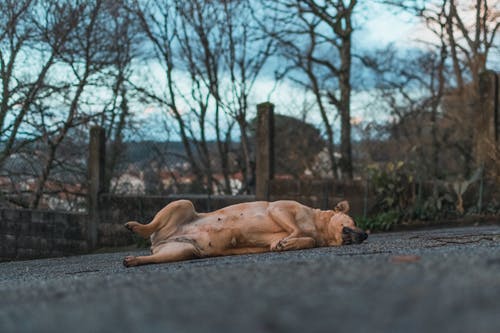 躺在混凝土上的棕色狗的照片 · 免费素材图片