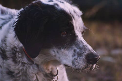 狗的特写照片 · 免费素材图片