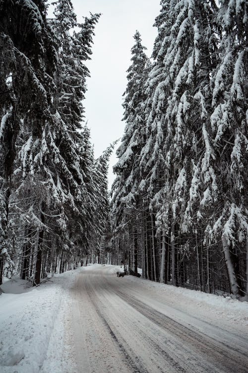 树木覆盖着雪 · 免费素材图片