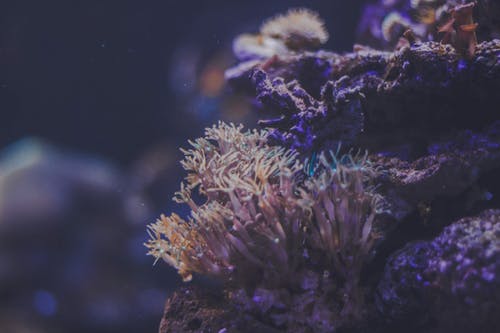 珊瑚礁的特写照片 · 免费素材图片