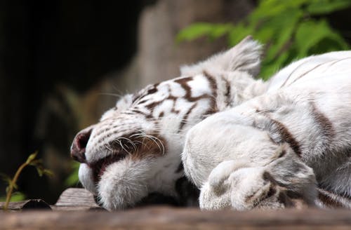 躺在棕色地板上的白化老虎 · 免费素材图片