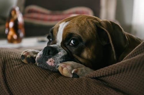英国斗牛犬在沙发上 · 免费素材图片