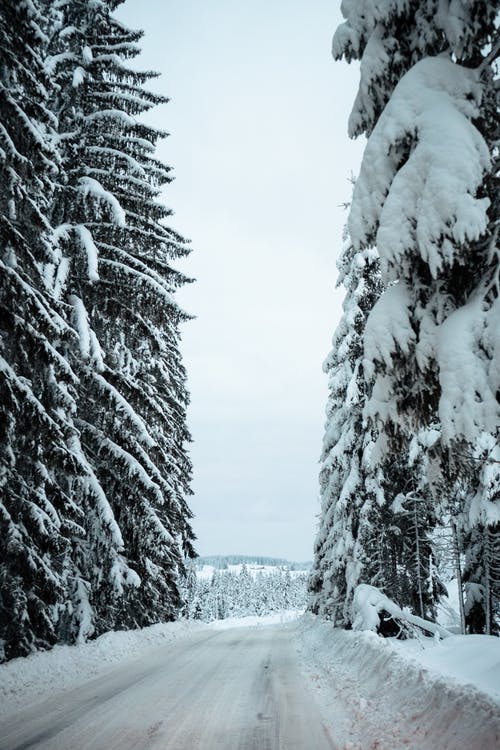 大雪覆盖的松树 · 免费素材图片