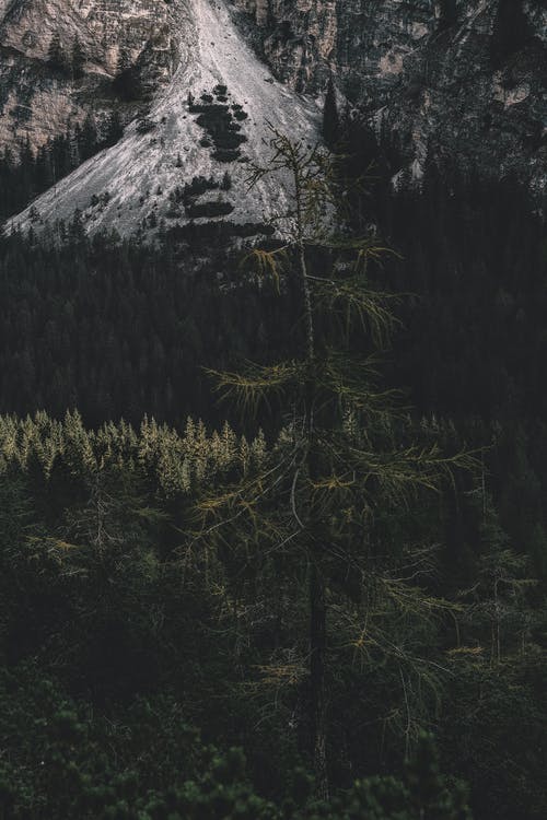 白天松树的照片 · 免费素材图片