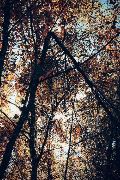棕叶树在森林里的照片 · 免费素材图片