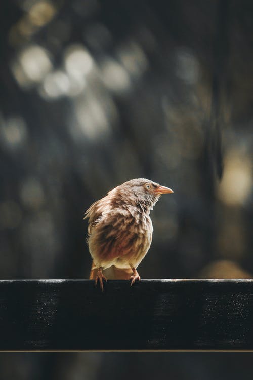 鸟栖息在栏杆上的特写照片 · 免费素材图片