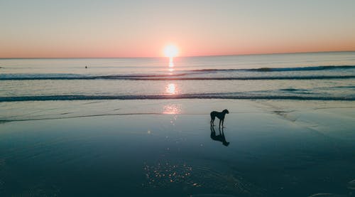 狗在海边 · 免费素材图片