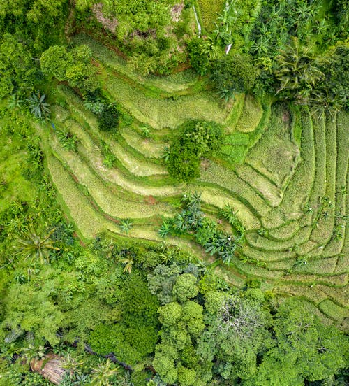 森林的顶视图照片 · 免费素材图片