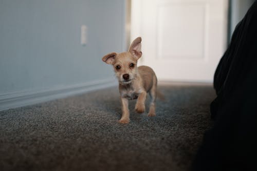 短涂棕褐色小狗走在黑地毯上 · 免费素材图片