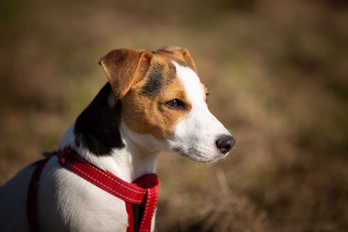 短涂层的棕色，白色和黑色狗穿着红色安全带 · 免费素材图片
