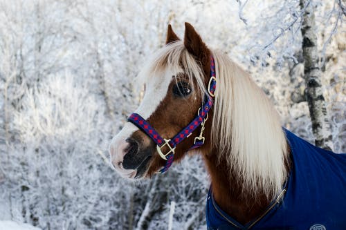棕色小马站在雪覆盖的树木附近的照片 · 免费素材图片