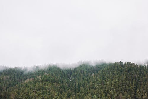 森林覆盖着雾 · 免费素材图片