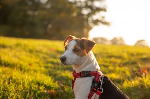 杰克罗素梗犬的特写照片 · 免费素材图片