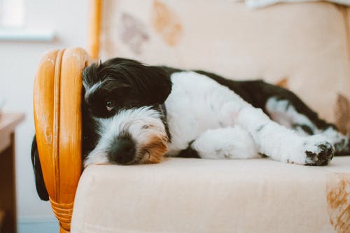 躺在白色靠垫上的长涂白黑狗的选择性聚焦摄影 · 免费素材图片