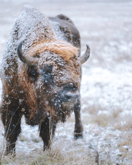 野牛站在积雪覆盖的田野上 · 免费素材图片
