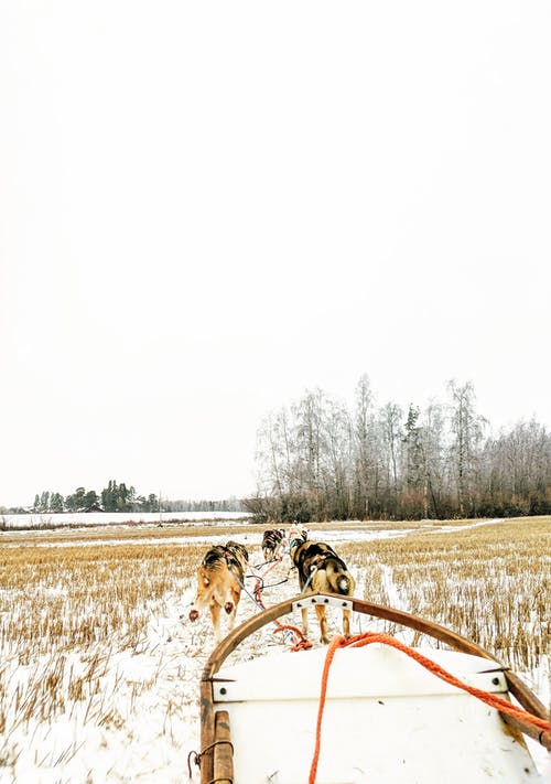 短涂黑褐色狗在白色的天空下 · 免费素材图片