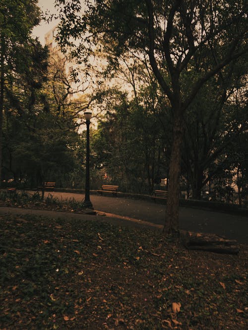 公园里的树木照片 · 免费素材图片