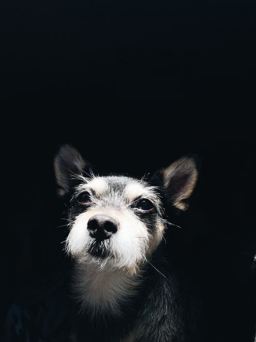 小狗的照片 · 免费素材图片