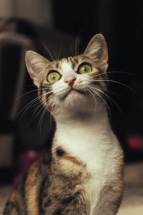 灰色和棕色猫的焦点摄影 · 免费素材图片
