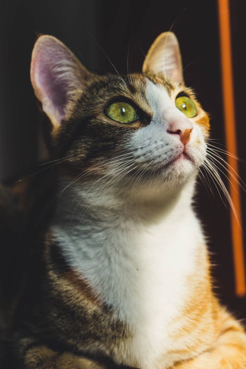 一只猫的照片 · 免费素材图片