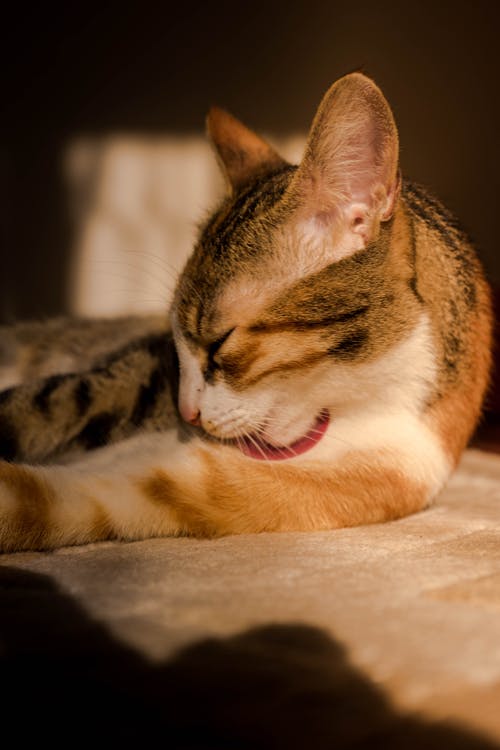 虎斑猫的弱光摄影 · 免费素材图片